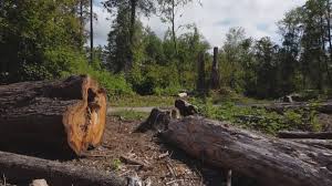 Best Emergency Tree Removal  in Gordo, AL