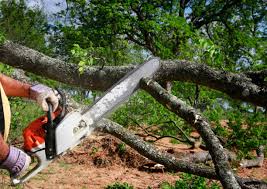 Best Tree Cabling and Bracing  in Gordo, AL