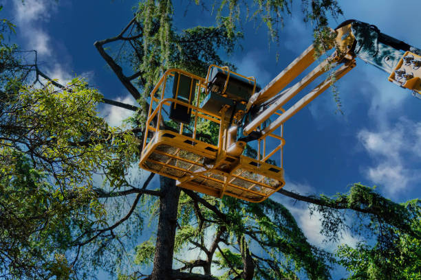 Best Utility Line Clearance  in Gordo, AL