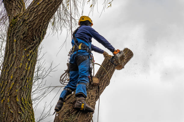 How Our Tree Care Process Works  in  Gordo, AL