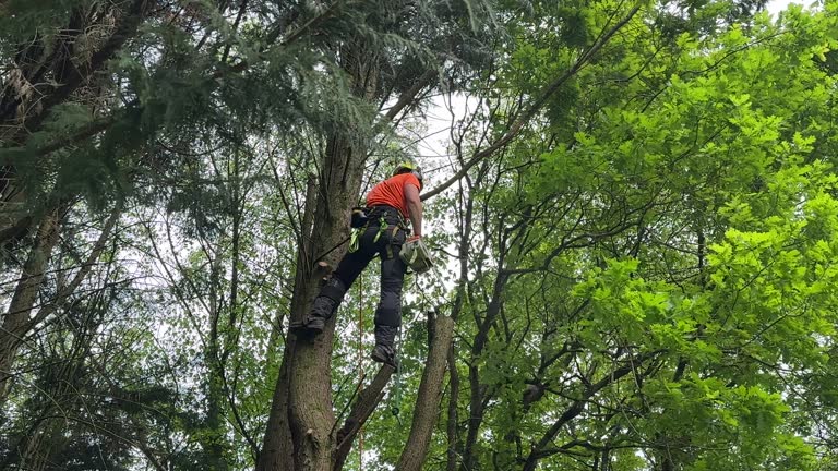 Best Tree Mulching  in Gordo, AL