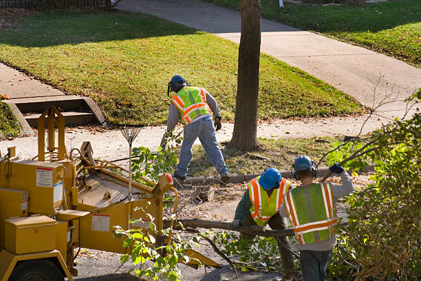 Best Tree Trimming and Pruning  in Gordo, AL