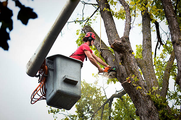Professional Tree Services in Gordo, AL